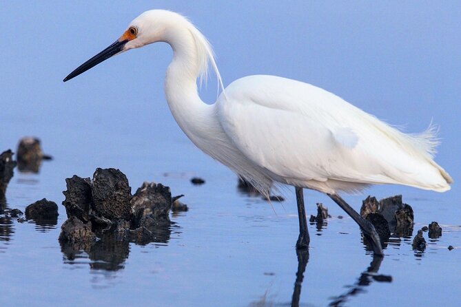 Morning Beaufort River Tour Review - Traveler Reviews