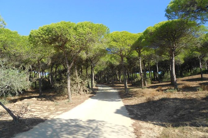 Mountain Bike Tour Conil De La Frontera Wine Bike Tour - Exploring Conil De La Frontera