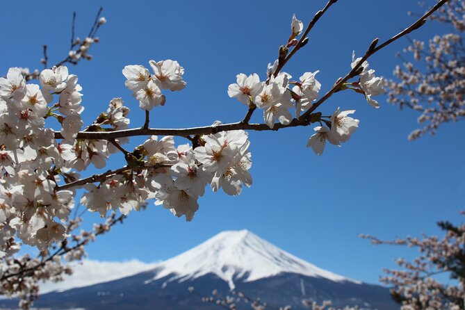 Mt. Fuji Cherry Blossom One Day Tour From Tokyo - Highlights of the Tour