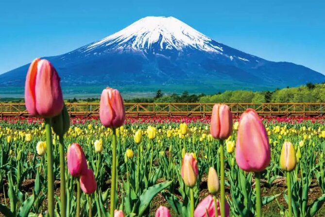 Mt. Fuji Roundtrip Tours From Shinjuku, Japan - Itinerary Highlights
