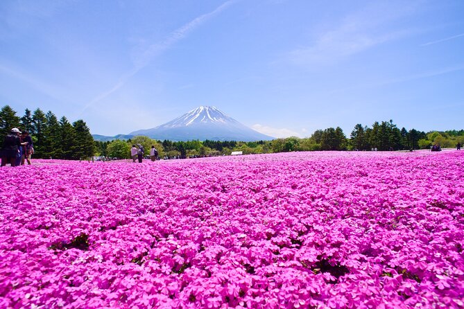 Mt. Fuji Shiba Sakura Festival and Hoto Noodle Making - Experiencing the Best of Tokyos Cultural Offerings
