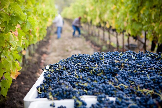 Muir Woods With Napa & Sonoma Wine Tour + Alcatraz & Aquarium Access - Inclusions and Tour Highlights