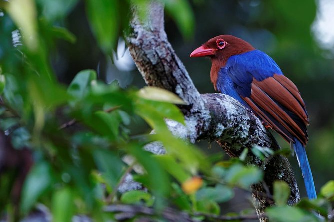 Muthurajawela Bird Watching Tour From Colombo & Negombo - Best Times for Bird Watching