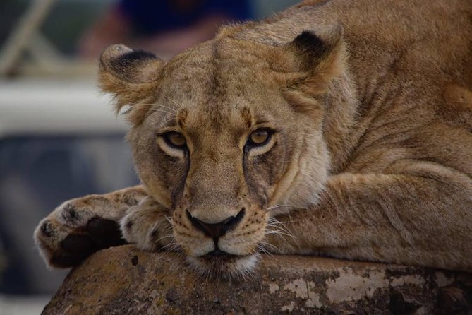 Nairobi National Park 5 Hours Tour - Additional Information