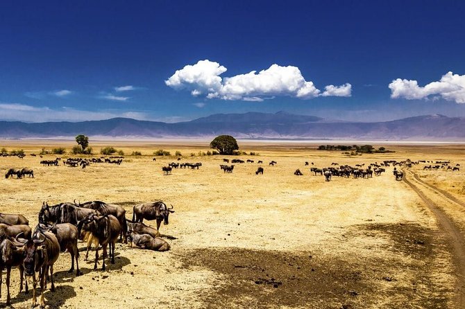 Ngorongoro Crater Day Trip - Booking Information and Tips