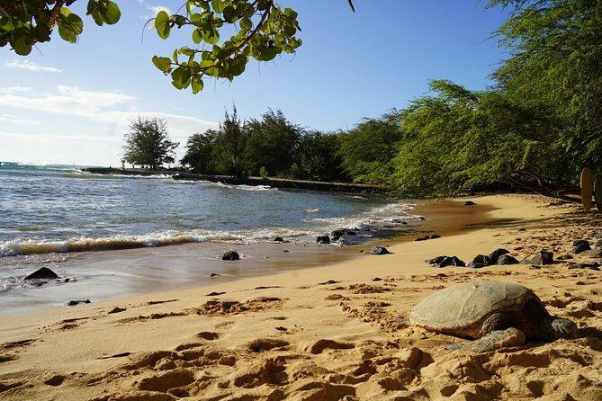North Shore Surfing Lessons Oahu Hawaii - Safety Considerations