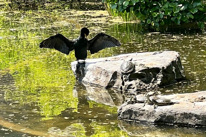 NYC Beginner Private Birdwatching Tour Review - The Sum Up