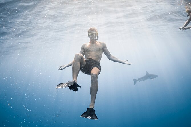 Oahu Open Water Shark Diving Experience - What to Expect Underwater