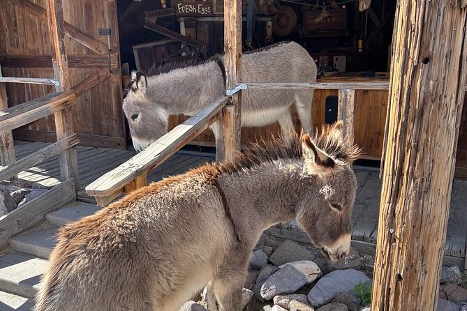 Oatman – Old Western Town RT66 Museum Black Mountain Scenic Drive - Ensuring a Comfortable and Accessible Journey