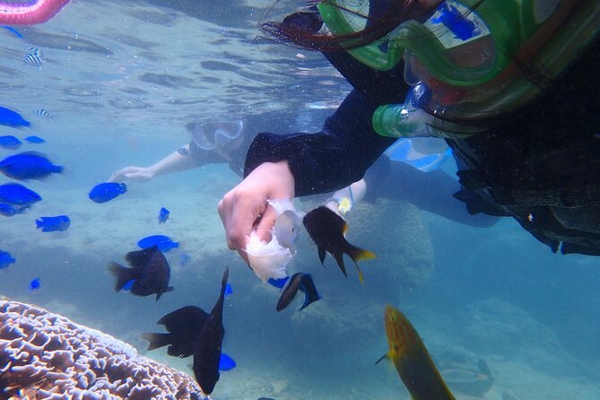 OK From 2 Years Old! / Sea Picnic & Snorkel - What to Expect