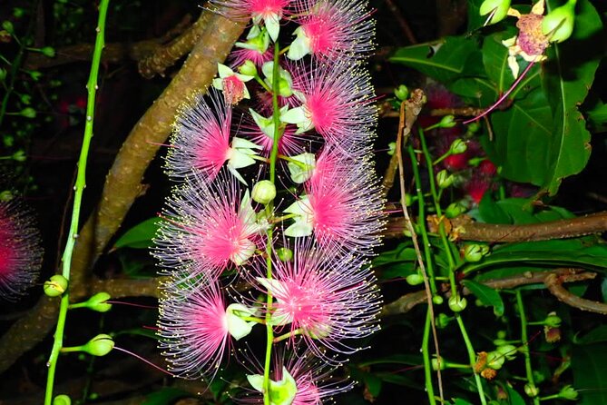 Okinawa Iriomote Sagaribana Watching Tour June to August Only - Getting to Iriomote-jima