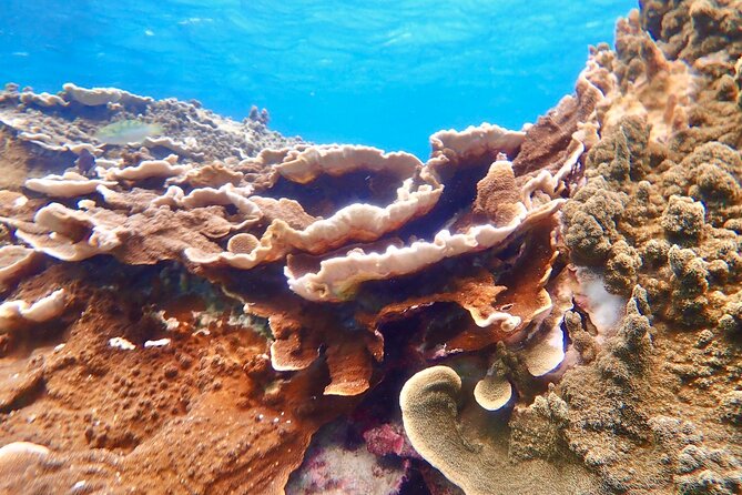 [Okinawa Miyako] Natural Aquarium! Tropical Snorkeling With Colorful Fish! - Highlights of the Colorful Marine Life