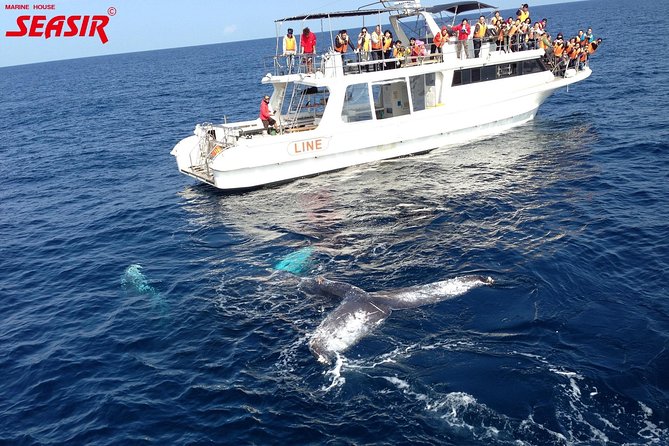 Okinawa Whale Watching From Naha - What to Expect on the Tour
