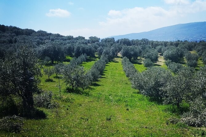 Olive Oil Tasting With Seminar in Metagitsi - Halkidiki - Tips for Attendees
