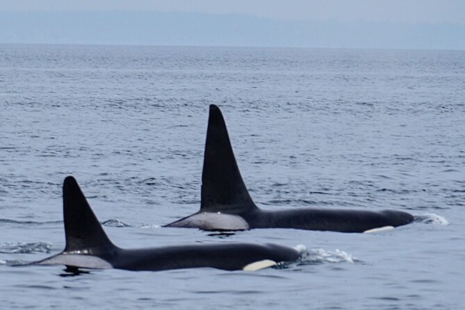 Orca Whale Tour Near Seattle Review - Location and Transportation