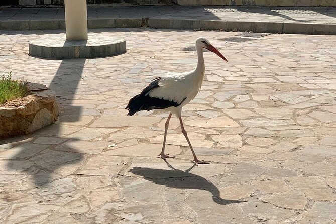 Pafos Zoo Visit & Blue Lagoon Cruise With Local Guide Limassol - Booking and Cancellation