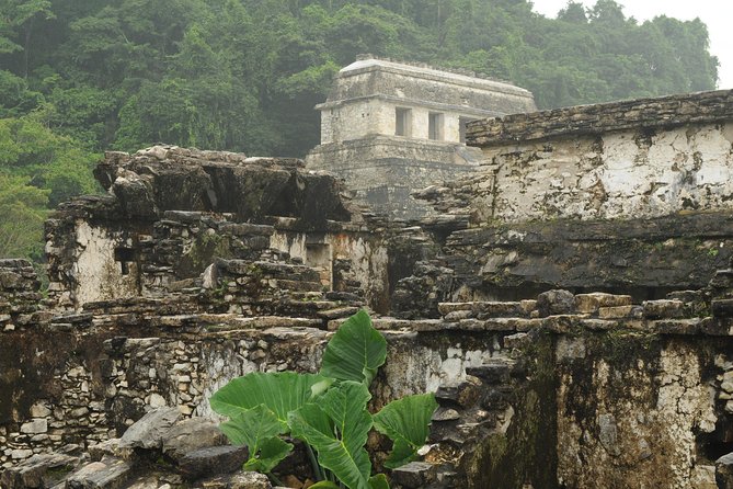 Palenque Mayan Ruins, Misol-Ha and Agua Azul Waterfalls Full Day Tour From Palenque - Reviews and Experiences
