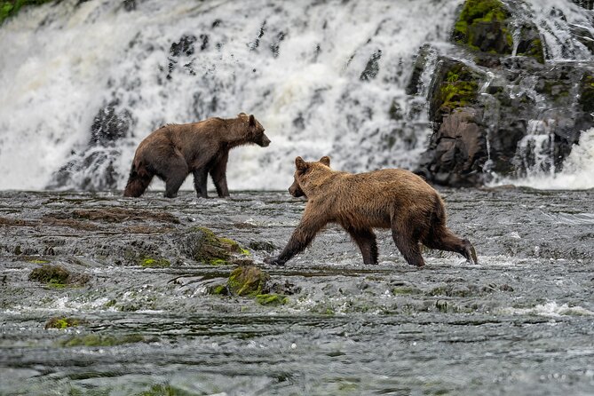 Peak Season Bear Viewing By Seaplane - Getting There