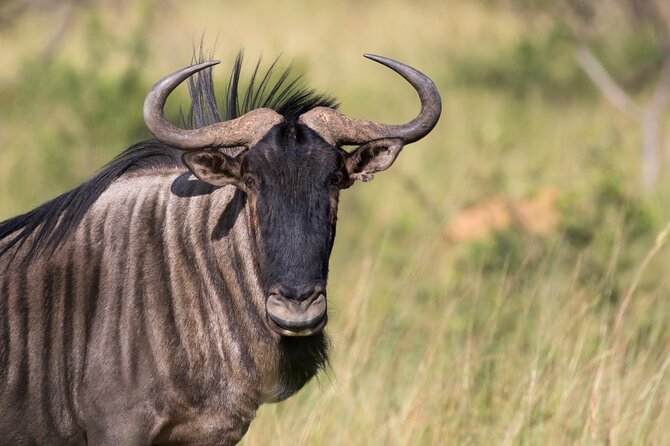 Pilanesberg Full Day Safari - Tips for a Memorable Safari