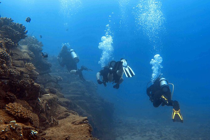 Premium Afternoon Scuba Tour for All Experience Levels - Traveler Reviews and Experiences