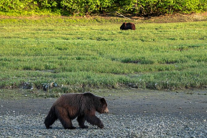 Private Bear Viewing By Seaplane - Frequently Asked Questions