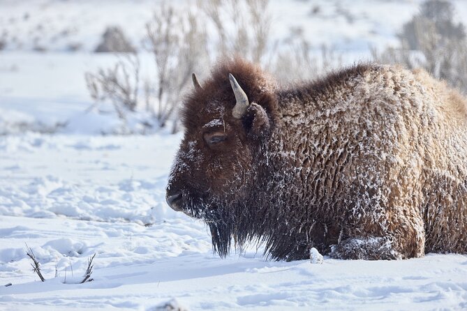 Private, Bespoke, Yellowstone Photography Safari - Half Day - Additional Information