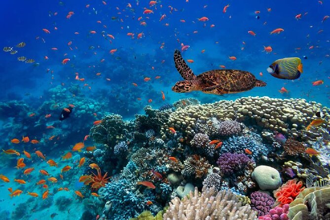 Private Boat Snorkeling and Swim With Shark and Stingray - Tips for Your Adventure