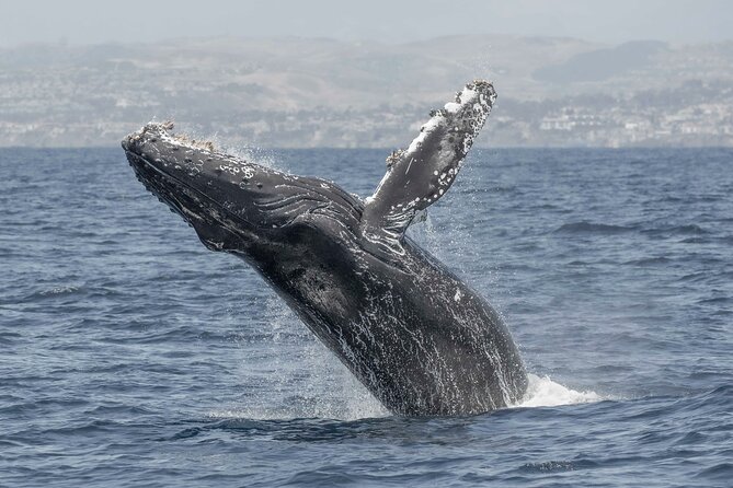 Private Dolphin and Whale Watching Tour in Newport Beach - Scenic Coastal Views and Adventure