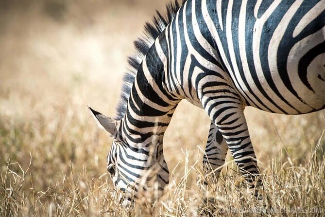 Private Full-Day Tarangire National Park Tour From Arusha - Customer Reviews