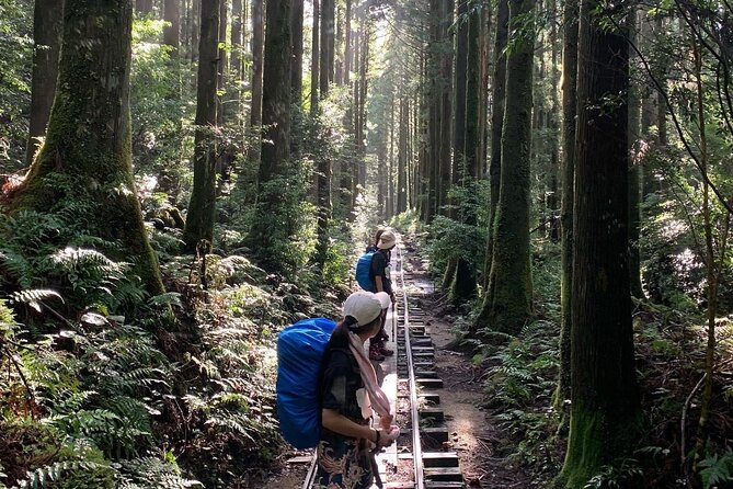 [Private Guide & Plan With Bento] Lets Walk in the Forest of Thousands of Years of Age! Jomon Cedar Day Trip Trekking [Special Lunch With Yakushima Ingredients! ] - Private Guide and Plan With Bento
