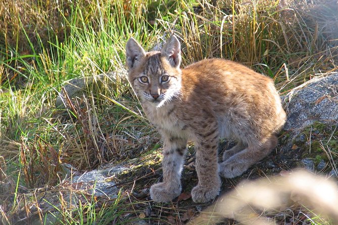 Private Guided Lapland Ranua Zoo Tour From Rovaniemi - What to Expect on Tour