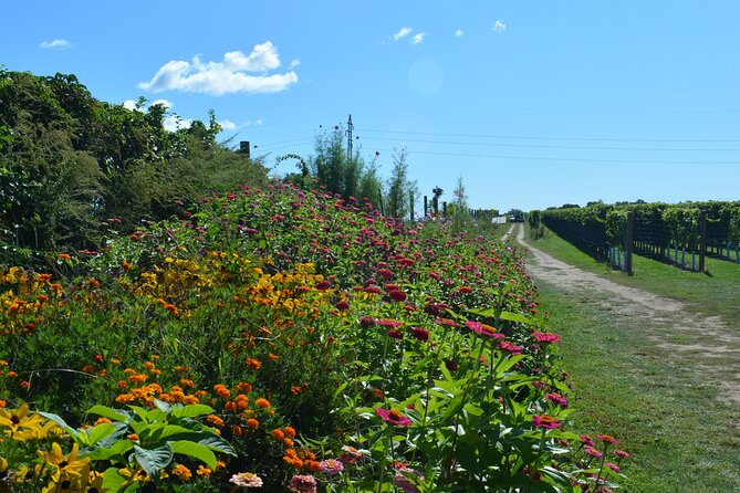 Private Guided Wine Country Bike Tour in Mattituck - Customer Reviews and Feedback