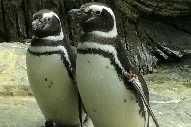 Private Half Day in Lisbon With Boat Trip & Oceanarium - Pricing and Booking