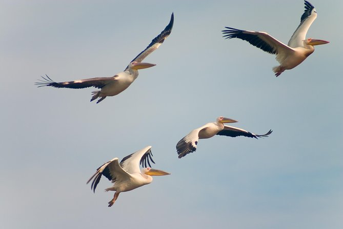 Private Historical Wildlife and Dolphin Cruise South Padre Island - Discovering Local History and Shipwrecks