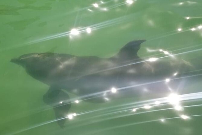 Private Island Paradise: Dolphin, Shelling, Birding Eco Boat Tour - Frequently Asked Questions