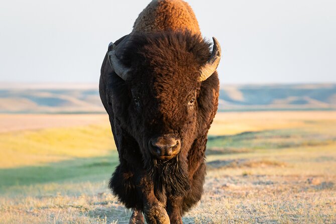 Private Lower Loop Tour of Yellowstone Review - Traveler Experiences and Recommendations