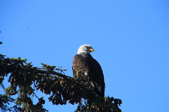Private Luxury Shore Excursion Skagway, AK to Emerald Lake, Yukon. - Wildlife Encounters