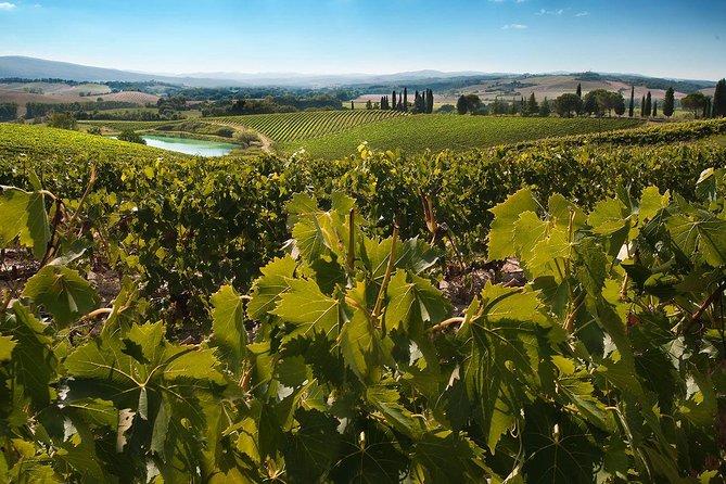 Private Montalcino and Montepulciano Tour From Siena - Wine Tasting Experience