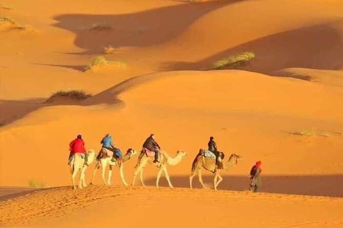Private Morning Desert Safari With Flamingos Bird Watching - Guest Reviews and Ratings