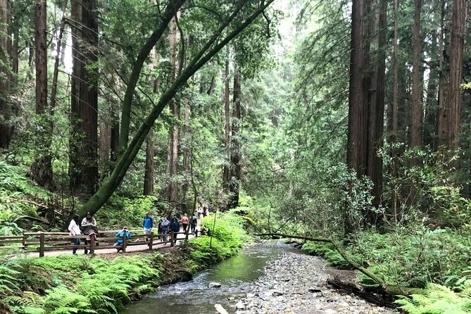 Private Muir Woods, Sausalito, and Marin Headlands Tour Review - The Sum Up