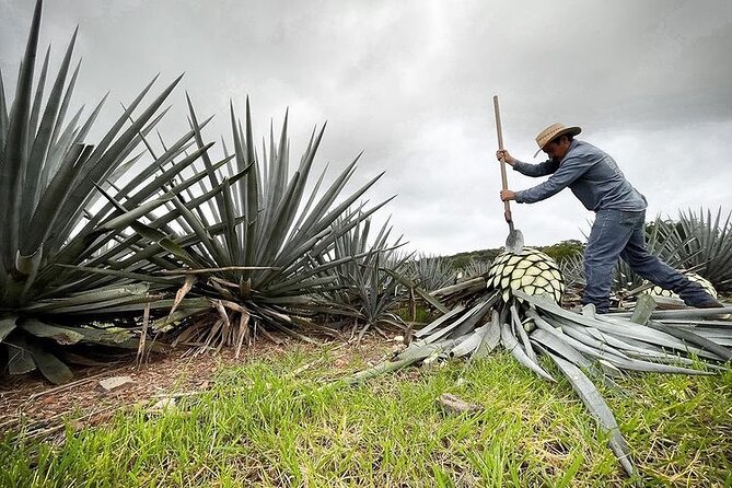 Private One Day Adventure Tour in Tequila and La Fortaleza Distillery - Food and Beverage Options