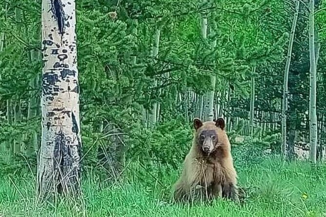 Private Sightseeing Bronco Tour in Cripple Creek, Colorado - Frequently Asked Questions