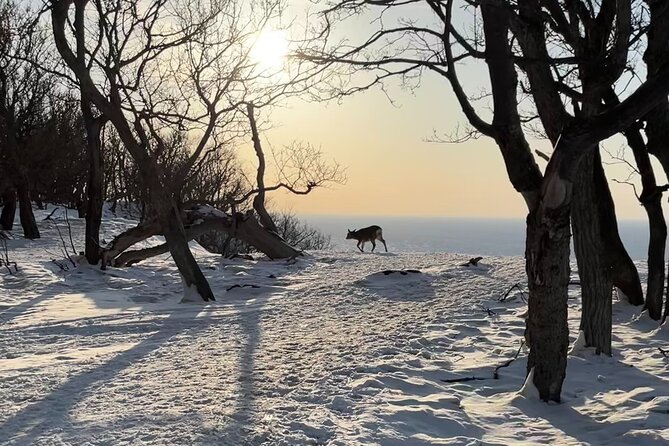 Private Snow Shoe Tour in Shiretoko National Park - Highlights of the Snowshoe Adventure