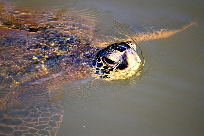 Private Stand up Paddle Lesson and Tour (For 1 or More Paddlers) - Pricing