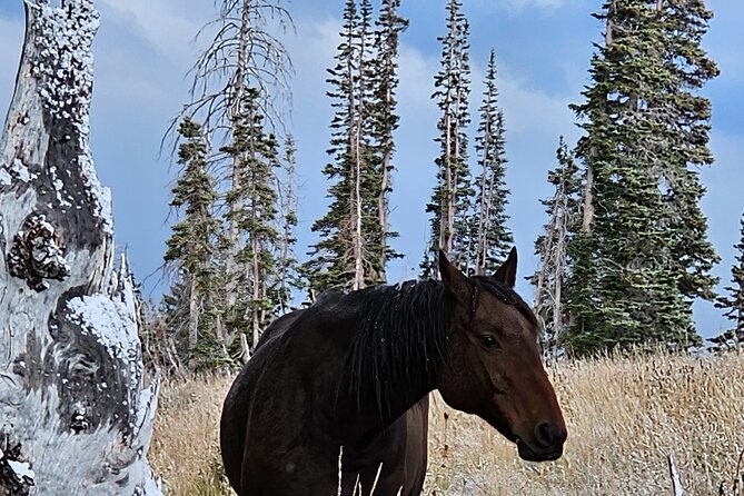 Private Tour in Heber Valley Review - Scenic Views and Wildlife
