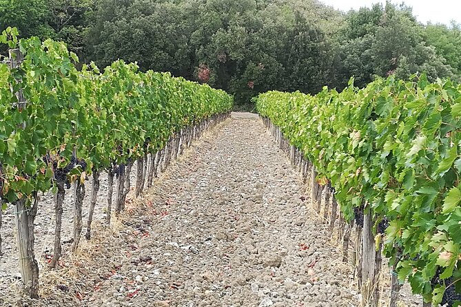 PRIVATE TOUR: Visit Siena and Chianti With Lunch & Wine Tasting Experience - Convenient Transportation