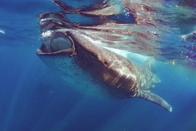 Private Whale Shark Ecofriendly Tour From Riviera Maya - What to Expect