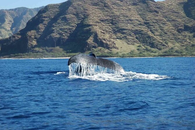 Private Whale Watching Tour of Oahu - Accessibility Information