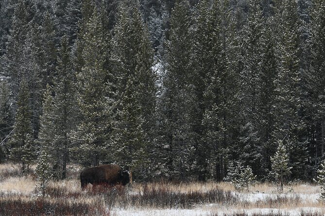 Private Yellowstone Park Van Tours From Bozeman - Highlights and Recommended Experience