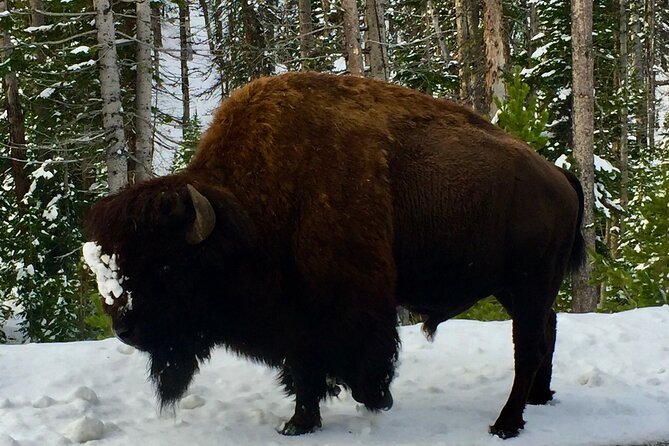 Private Yellowstone Wildlife and Photo Tour's Upper Loop Cody Wy - Wildlife Sightings